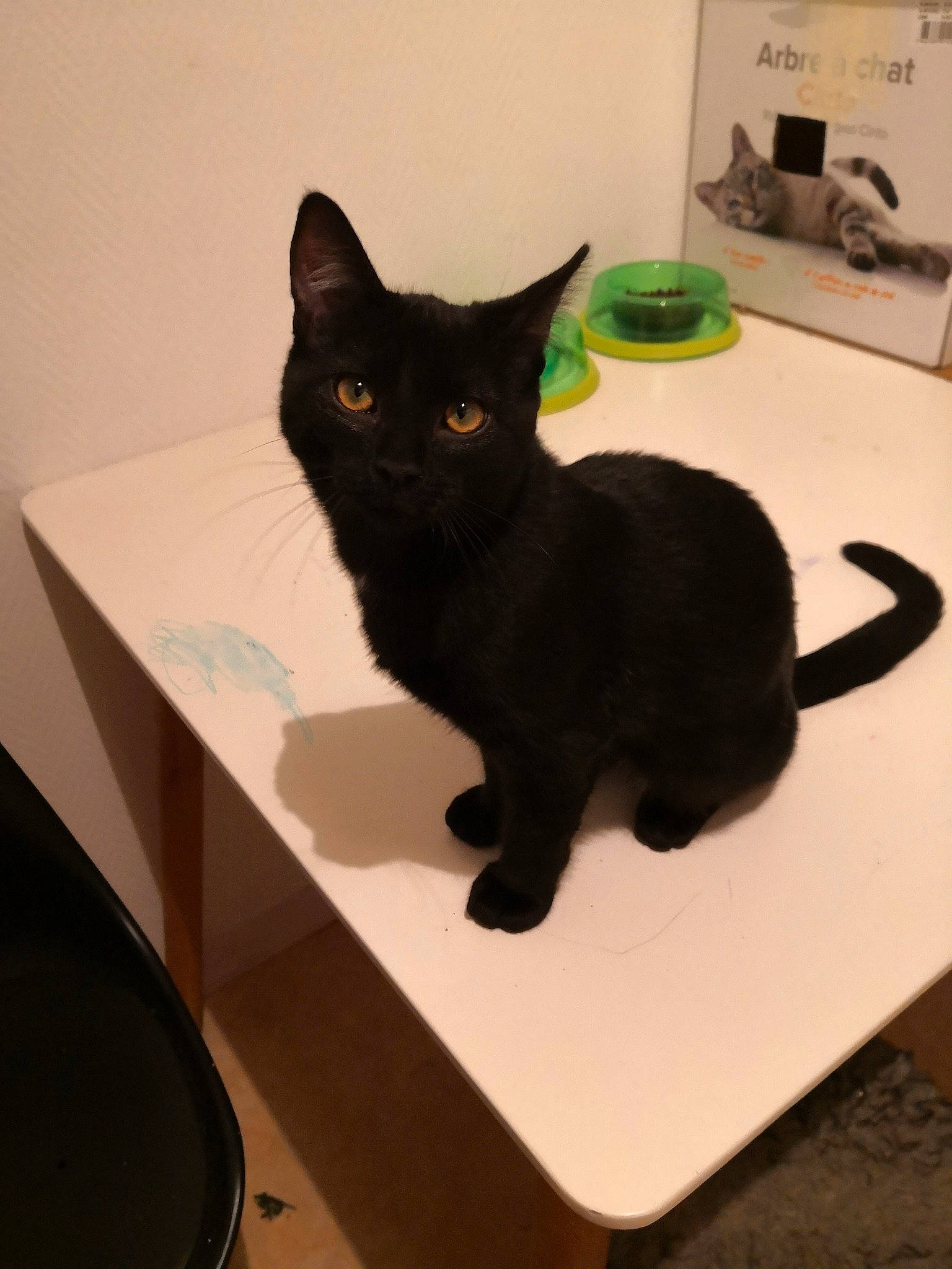 Rogue a rejoint le concours — aidez-le/la à gagner de superbes lots ! black_cat, bombay, carnivore, cat, chair, domestic_short_haired_cat, felidae, fur, gadget, paper_product, rectangle, room, small_to_medium_sized_cats, snout, table, tail, terrestrial_animal, whiskers