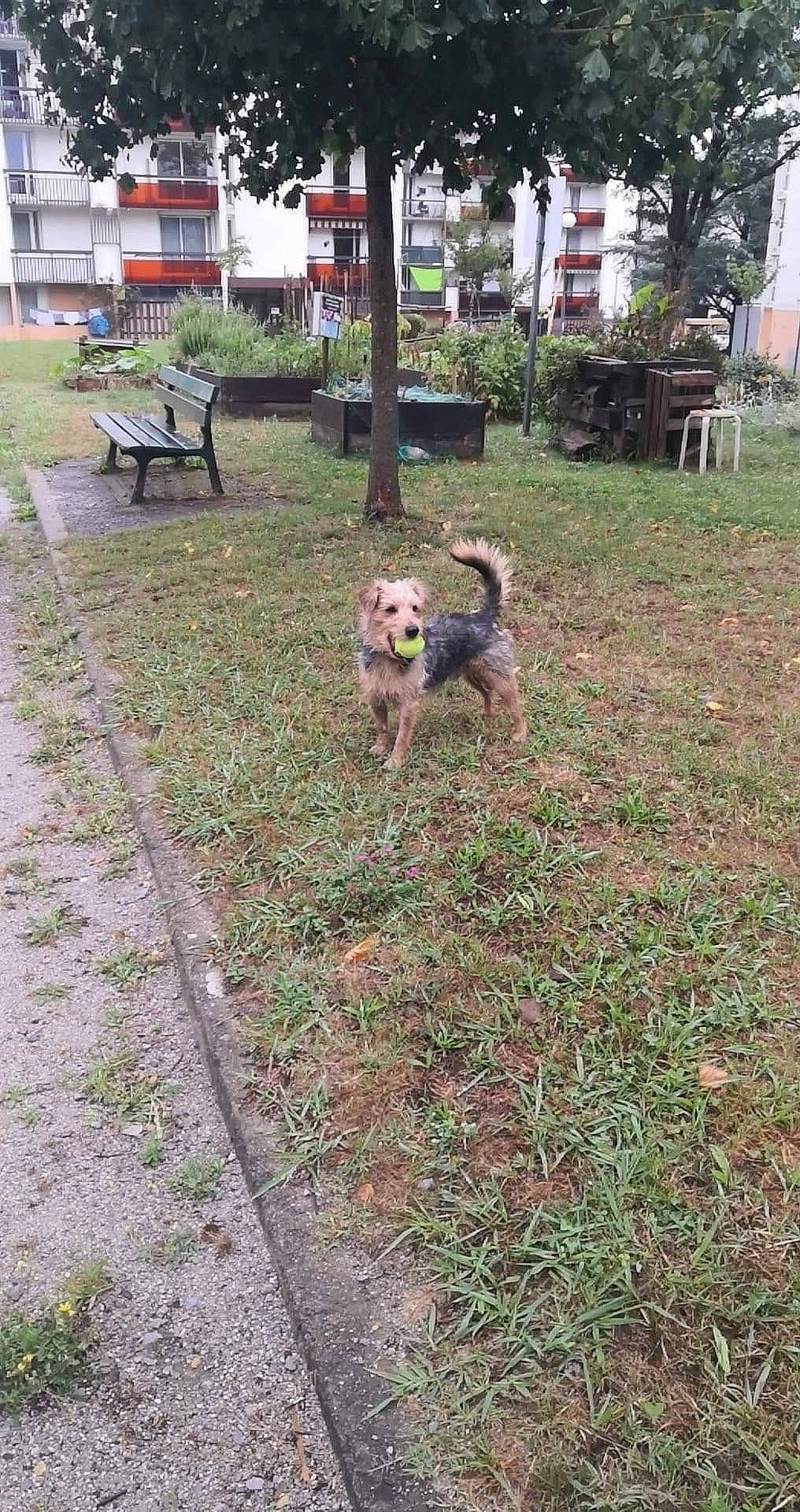 Shaka a rejoint le concours — aidez-le/la à gagner de superbes lots ! bench, canidae, carnivore, companion_dog, dog, dog_breed, fawn, flooring, garden_hose, grass, groundcover, outdoor_bench, outdoor_furniture, plant, sidewalk, soil, sporting_group, tail, tree, window