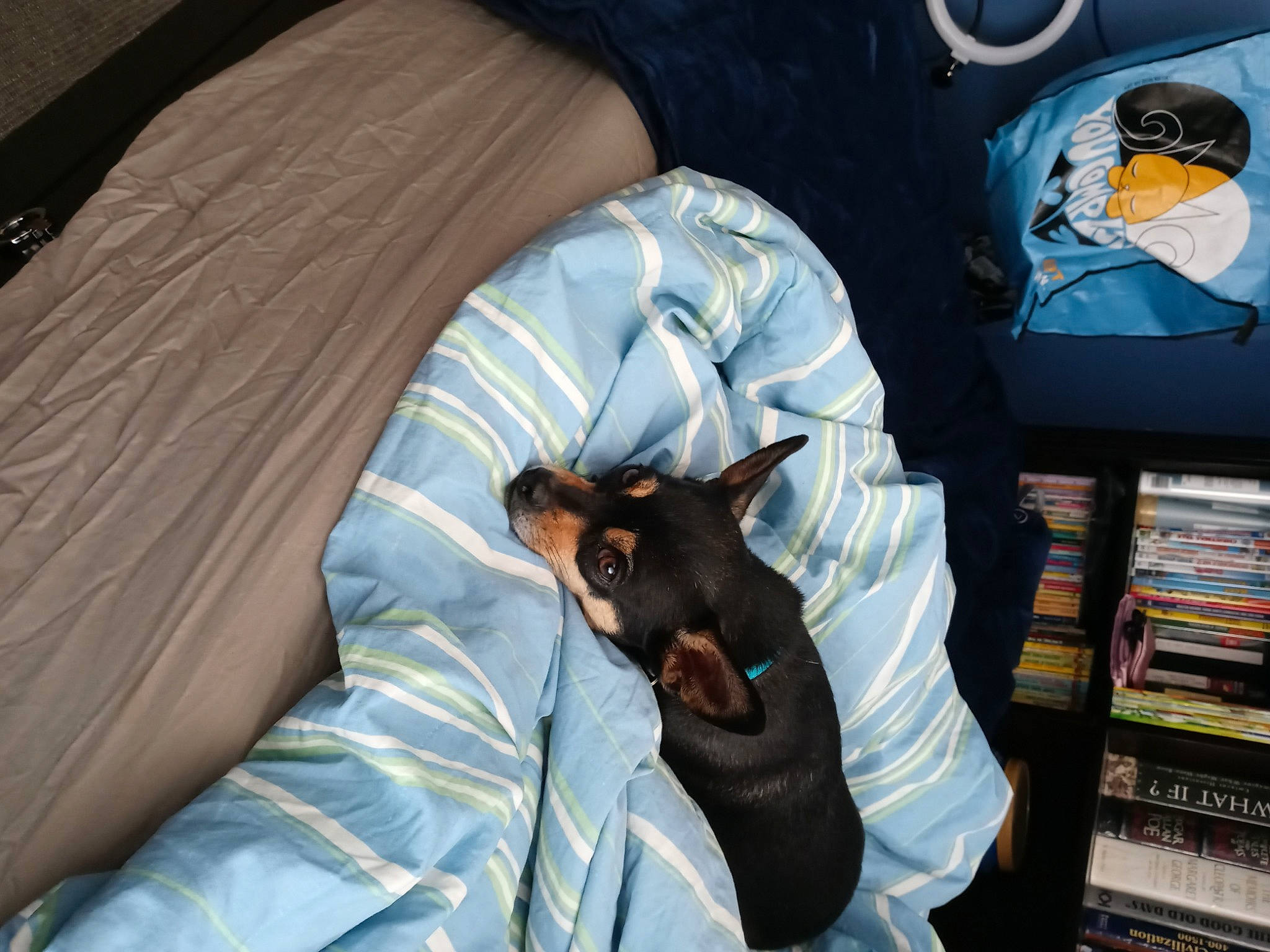 Ricky joined the competition — help win amazing prizes! bed, bookcase, car_seat, carnivore, comfort, companion_dog, dog, dog_breed, felidae, linens, medical, prazsky_krysarik, publication, room, service, shelf, sitting, small_to_medium_sized_cats, toy_dog, vehicle_door