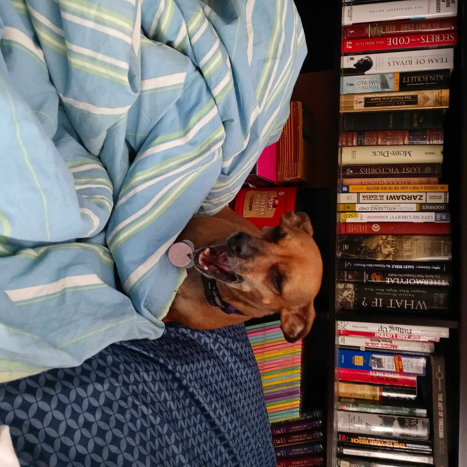 Lucy is registered to the contest to win money with this photo: audio_equipment, book, bookcase, collection, comfort, companion_dog, dog, linens, machine, pattern, plaid, publication, retail, room, service, shelf, shelving, t_shirt, workwear