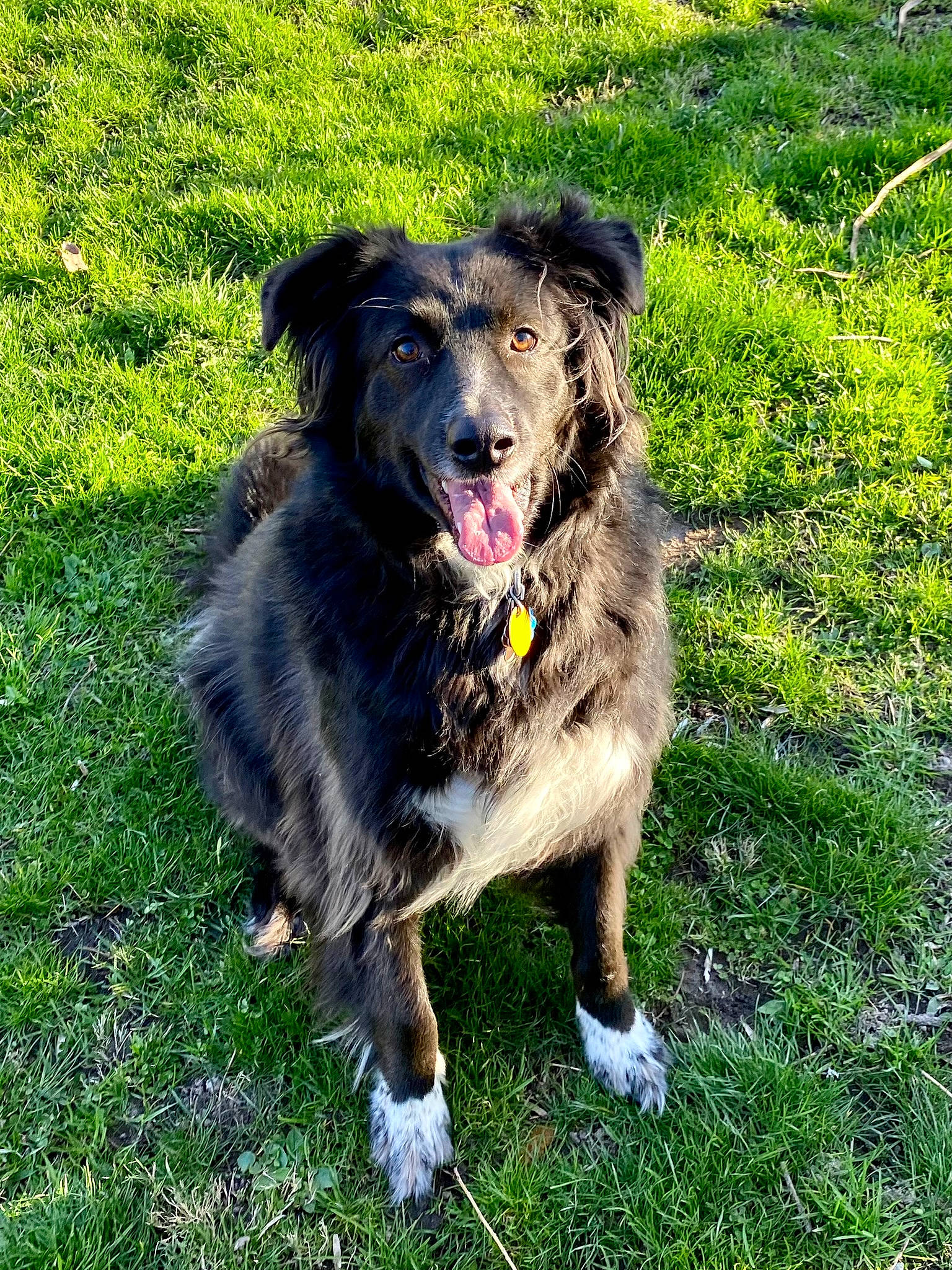 Diesel is registered to the contest to win money with this photo: borador, canidae, carnivore, companion_dog, dog, dog_breed, grass, groundcover, guard_dog, gun_dog, herding_dog, leonberger, plant, retriever, sporting_group, vertebrate, working_dog