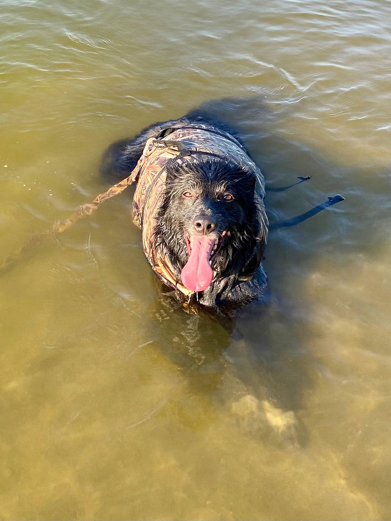 Diesel is registered to the contest to win money with this photo: beach, carnivore, earless_seal, fluid, lake, liquid, marine_mammal, ocean, snout, sporting_group, terrestrial_animal, water, water_bird, wave, whiskers, wildlife, wind_wave