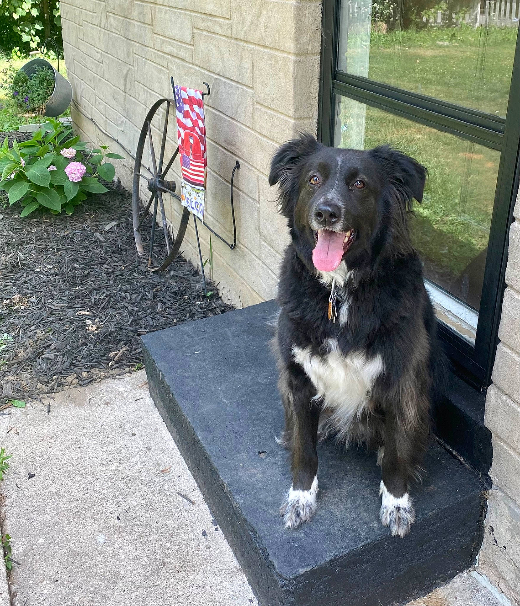 Diesel joined the competition — help win amazing prizes! automotive_tire, carnivore, collar, companion_dog, dog, dog_breed, dog_collar, dog_supply, door, fence, flower, fur, grass, leash, plant, road_surface, sidewalk, sporting_group, tail, window