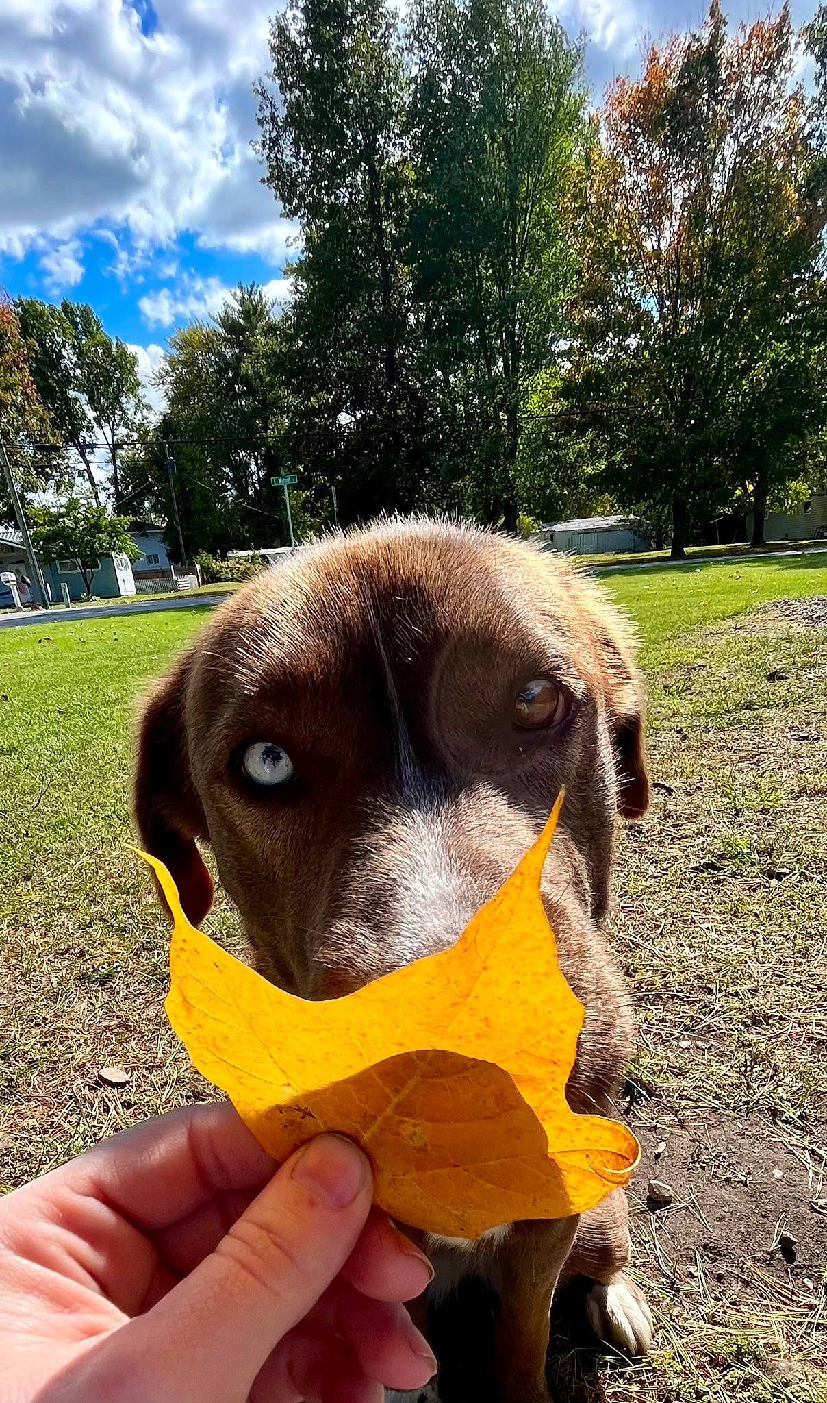 Grizzly is registered to the contest to win money with this photo: canidae, carnivore, cloud, companion_dog, dog, dog_breed, fawn, food, grass, hound, liver, nail, paw, plant, scent_hound, sky, snout, sporting_group, tree, working_animal