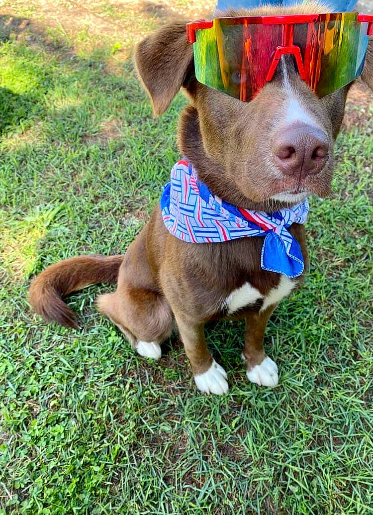 Grizzly is registered to the contest to win money with this photo: carnivore, collar, companion_dog, dog, dog_breed, dog_clothes, dog_collar, dog_supply, fashion_accessory, fawn, fur, grass, leash, liver, pet_supply, snout, sporting_group, tail, terrestrial_animal, working_animal