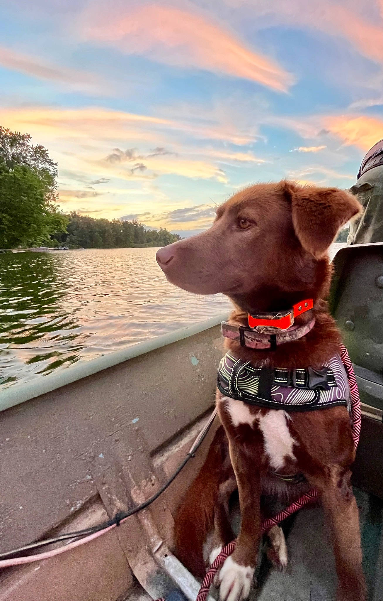Grizzly is registered to the contest to win money with this photo: boat, carnivore, cloud, collar, companion_dog, dog, dog_breed, dog_collar, fawn, gun_dog, lake, liver, pet_supply, sky, snout, tree, vehicle, water, watercraft, working_animal