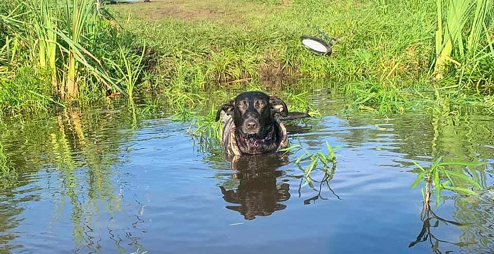 Remi joined the competition — help win amazing prizes! bank, canidae, carnivore, dog, dog_breed, fawn, freshwater_marsh, grass, grass_family, lacustrine_plain, lake, natural_landscape, plant, reflection, tidal_marsh, water, water_resources, watercourse, wetland, working_animal
