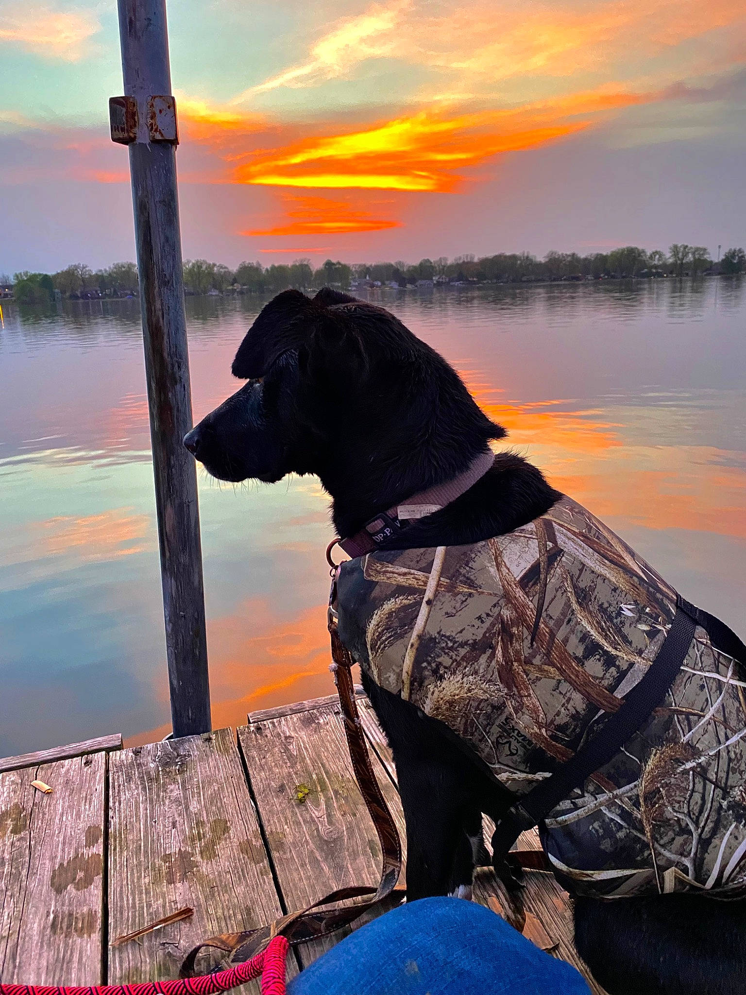 Remi is registered to the contest to win money with this photo: afterglow, carnivore, cloud, collar, companion_dog, dog, dog_breed, dog_collar, dusk, fawn, lake, morning, red_sky_at_morning, sky, sunlight, sunset, tints_and_shades, tree, vertebrate, water