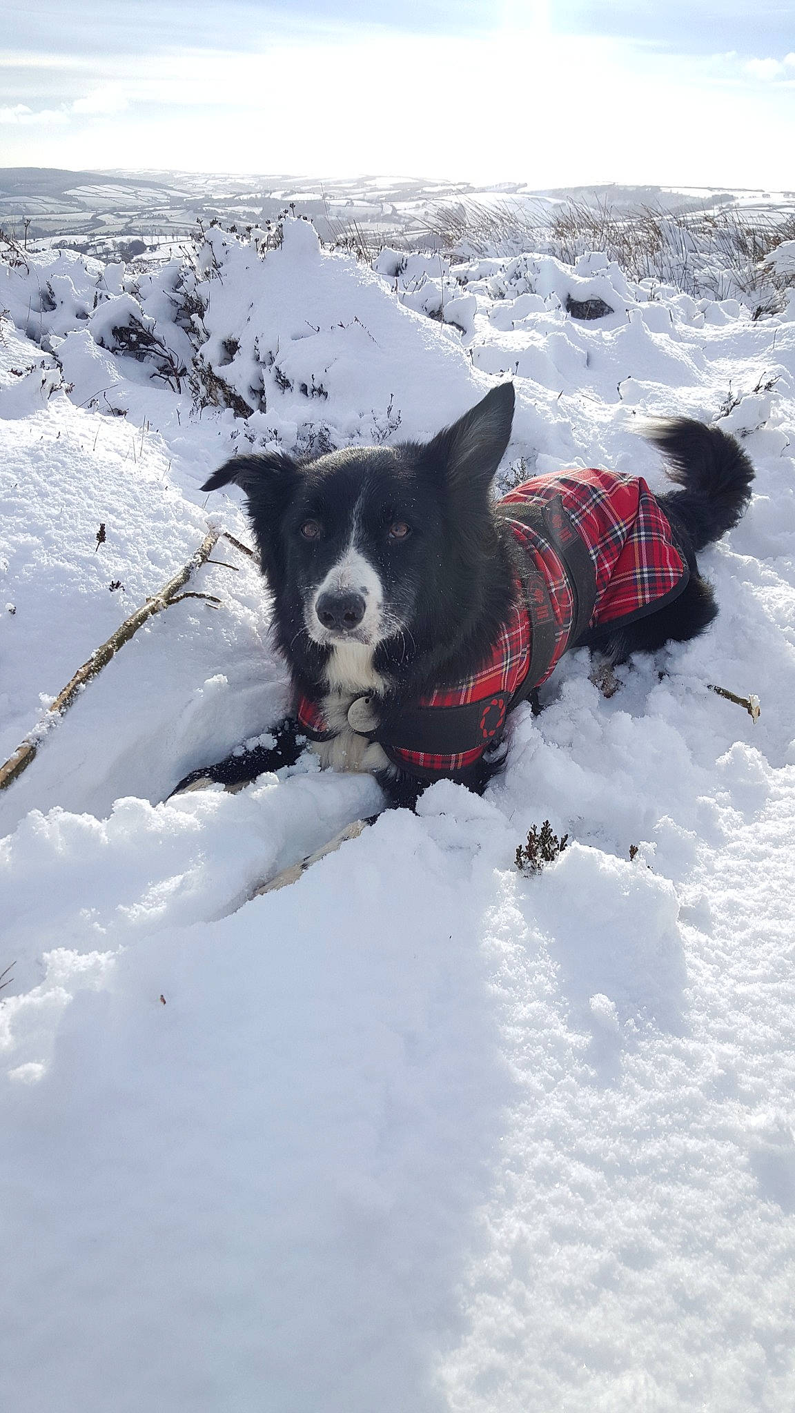 Isaac is registered to the contest to win money with this photo: adventure, black_norwegian_elkhound, border_collie, canidae, carnivore, dog, dog_breed, freezing, geological_phenomenon, greenland_dog, herding_dog, karelian_bear_dog, laika, russo_european_laika, snow, sporting_group, winter