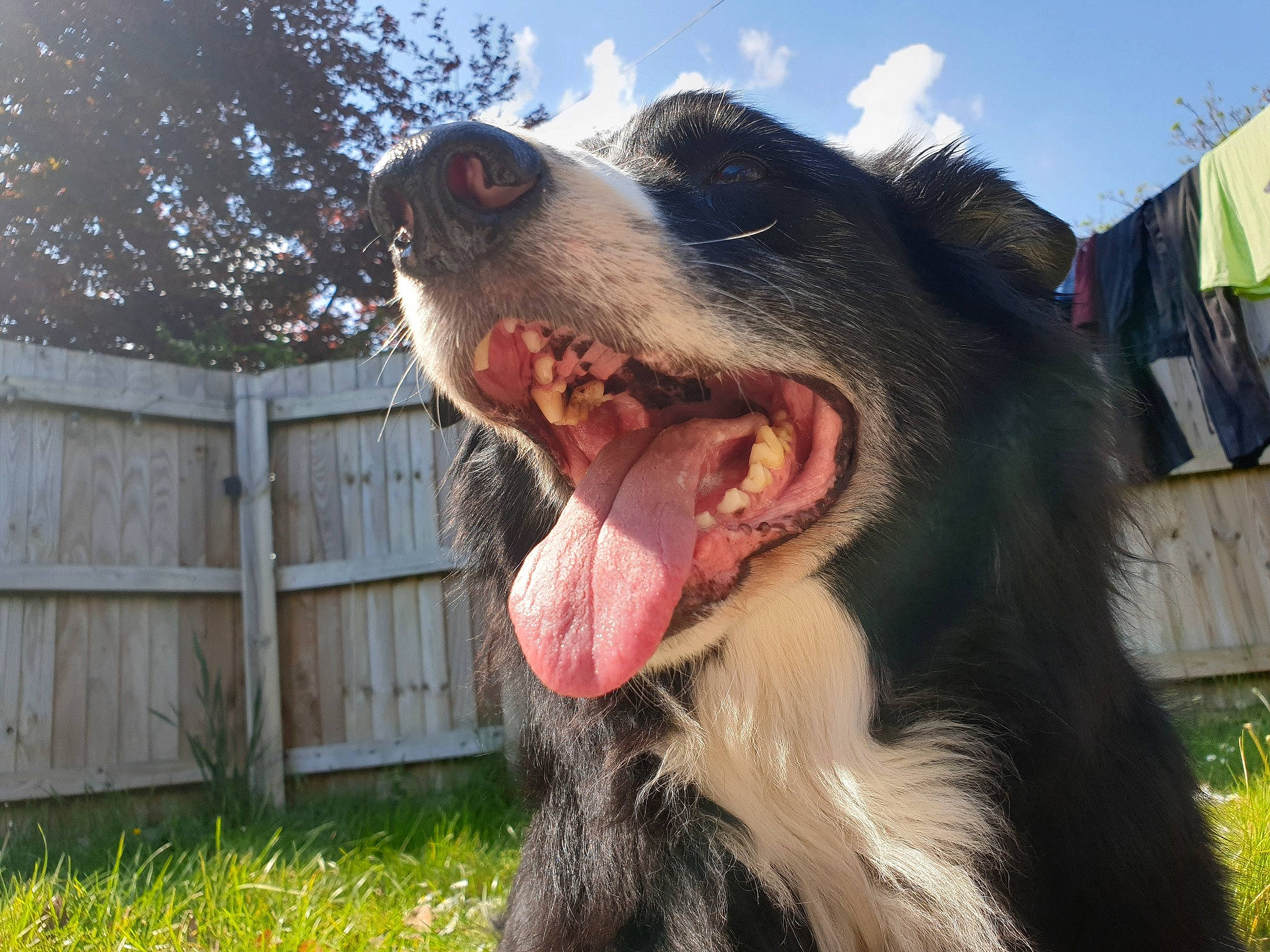 Isaac joined the competition — help win amazing prizes! australian_shepherd, border_collie, canidae, carnivore, dog, dog_breed, english_shepherd, jaw, mammal, snout, sporting_group, vertebrate