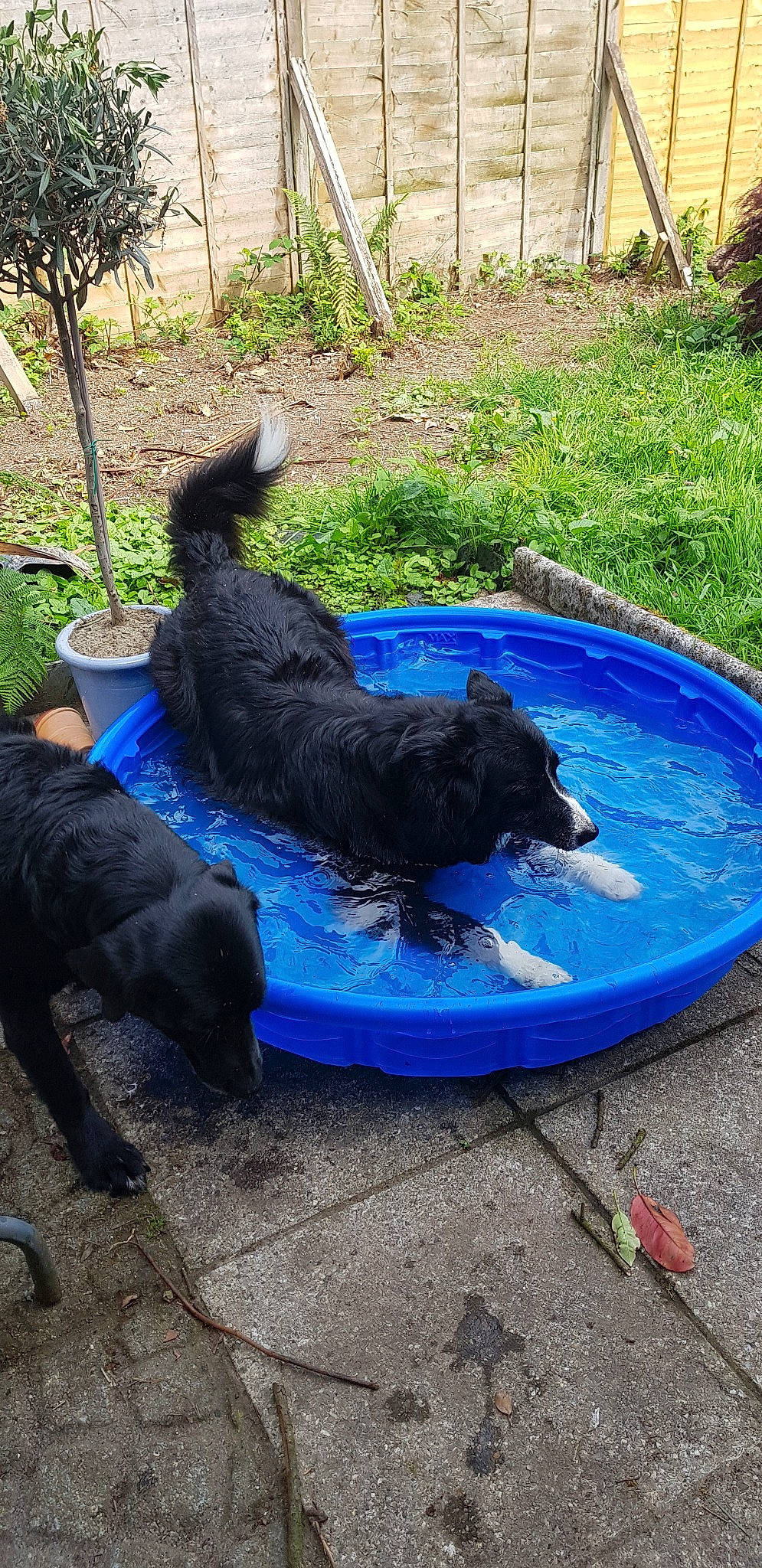 Isaac is registered to the contest to win money with this photo: canidae, carnivore, dog, dog_breed, sporting_group