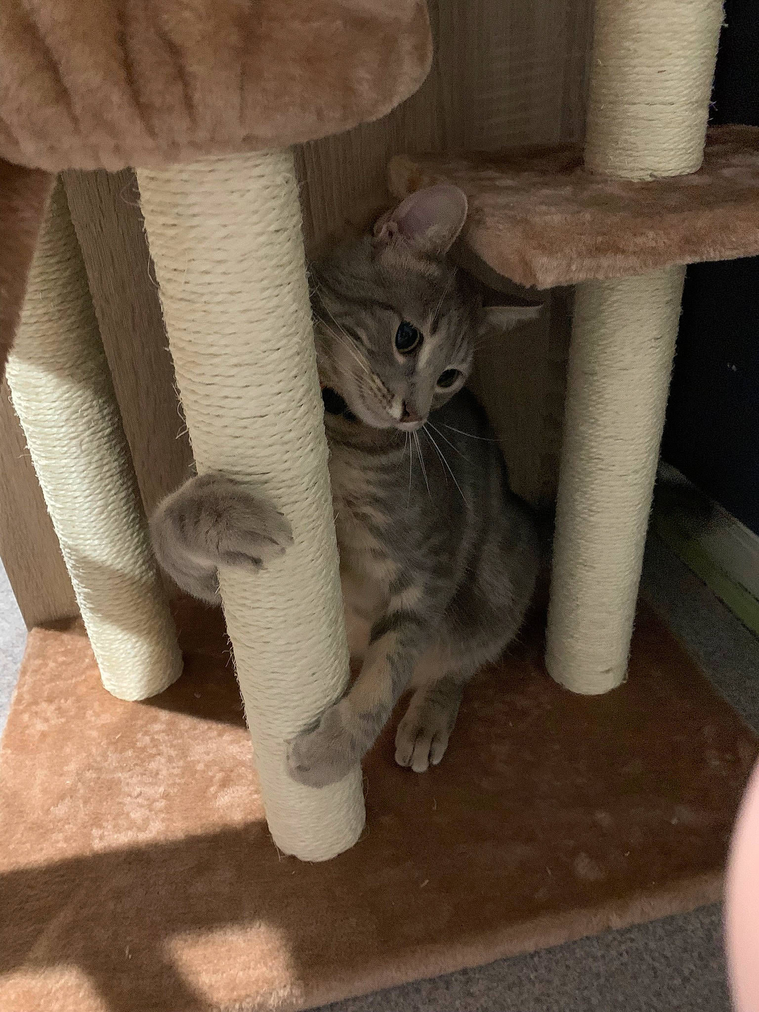 Shira a rejoint le concours — aidez-le/la à gagner de superbes lots ! carnivore, cat, cat_furniture, cat_supply, chair, column, comfort, domestic_short_haired_cat, fawn, felidae, flooring, fur, hardwood, human_leg, pet_supply, small_to_medium_sized_cats, stairs, tail, whiskers, wood