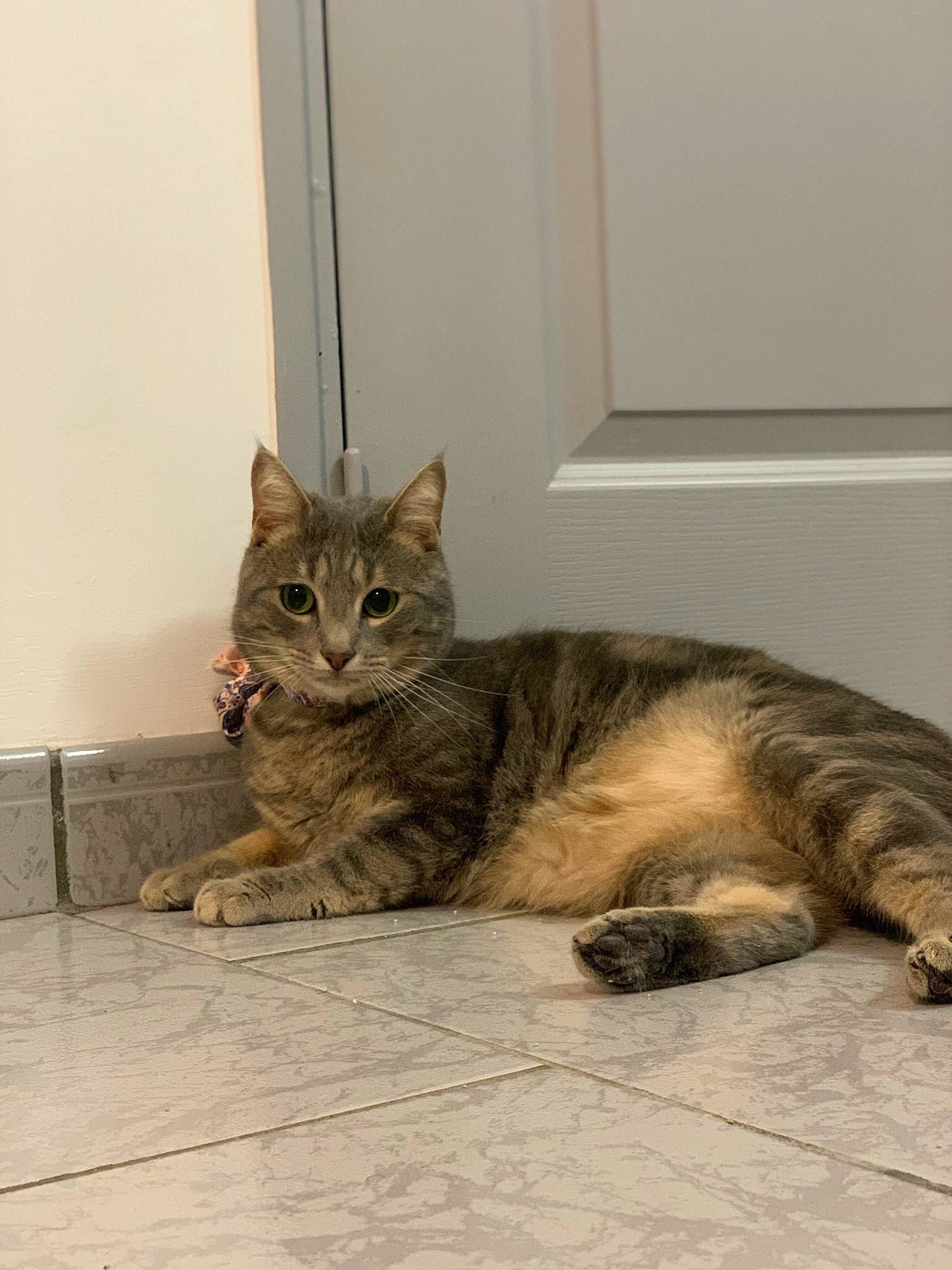 Shira participe au concours pour gagner de l'argent avec cette photo : carnivore, cat, claw, domestic_short_haired_cat, door, eye, fawn, felidae, flooring, fur, grey, sitting, small_to_medium_sized_cats, snout, tail, terrestrial_animal, tree, whiskers, window, wood