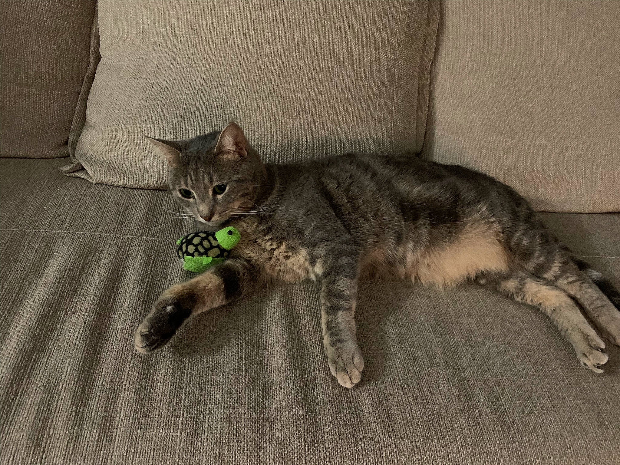 Shira a rejoint le concours — aidez-le/la à gagner de superbes lots ! carnivore, cat, cat_toy, claw, comfort, domestic_short_haired_cat, felidae, flooring, fur, grey, paw, small_to_medium_sized_cats, snout, tail, terrestrial_animal, whiskers