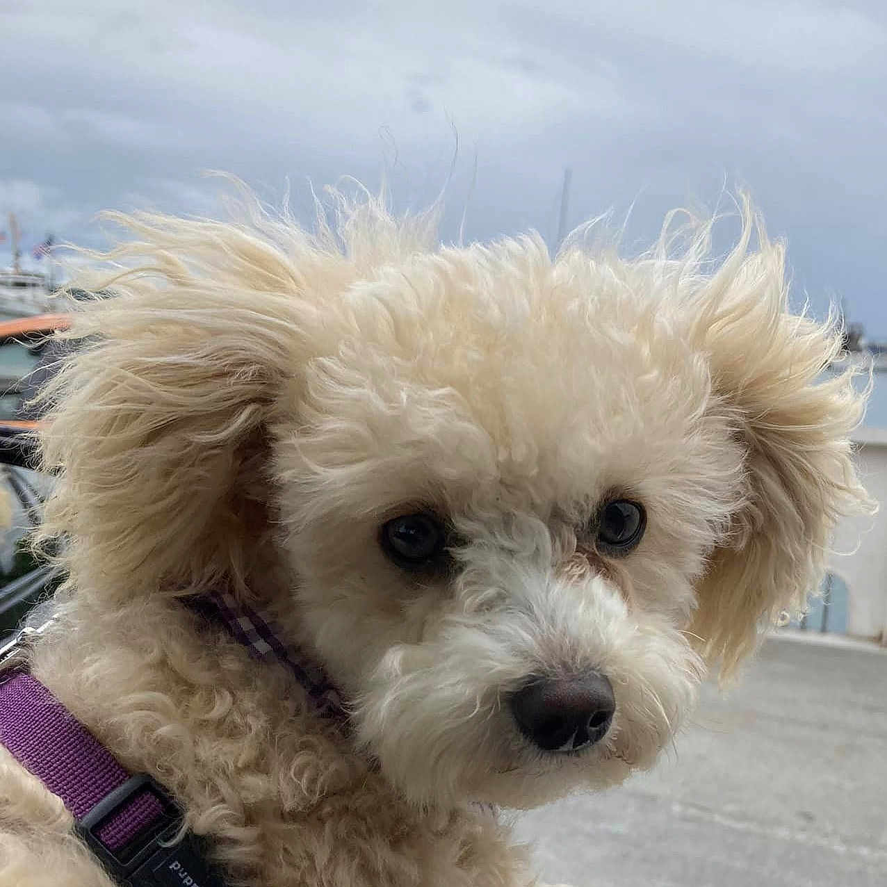 Sophie is registered to the contest to win money with this photo: accessories, animal, architecture, bison, building, canine, dog, eskimodog, horizon, nature, outdoors, pet, poodle, puppy, racket, shelter, sky, snout, terrier, whitedog