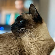 Rocky a rejoint le concours — aidez-le/la à gagner de superbes lots ! cat, siamese_cat, pet, animal, close_up, profile, blue_eyes, fur, whiskers, indoor, blurred_background, cozy, soft_texture, domestic_animal, resting, looking_away, portrait, feline, cute, side_view