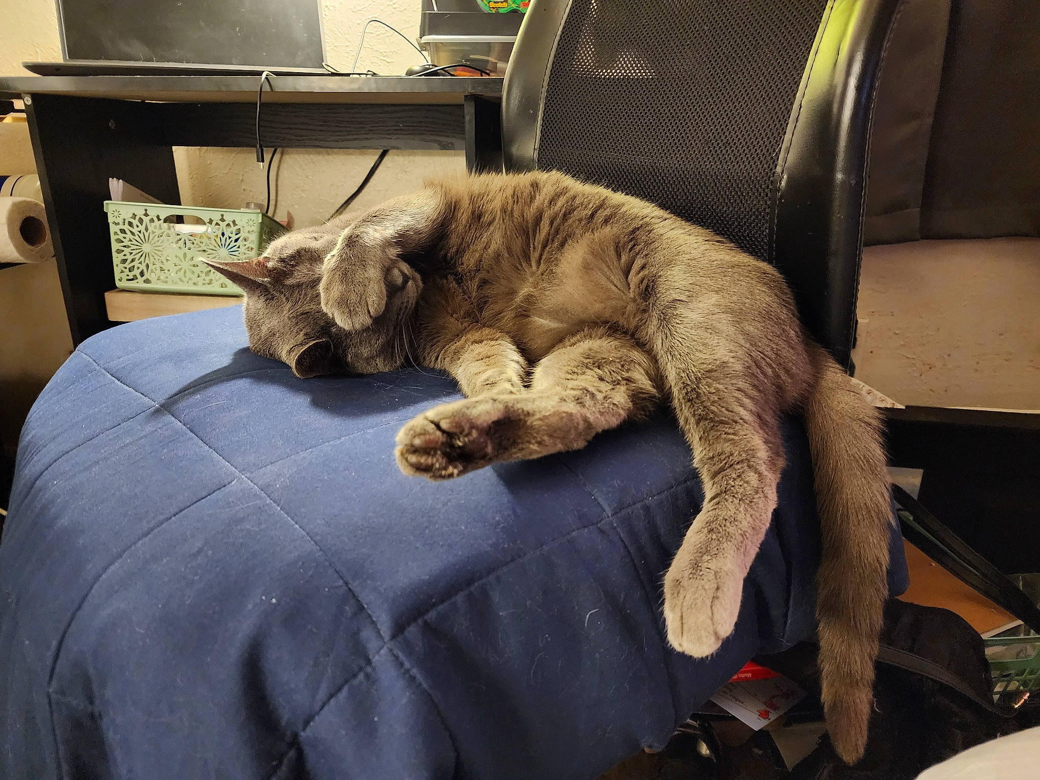 Ahsoka joined the competition — help win amazing prizes! armrest, bed, bedding, carnivore, cat, chair, claw, comfort, domestic_short_haired_cat, duvet, felidae, fur, grey, linens, nap, room, sleep, small_to_medium_sized_cats, tail, whiskers