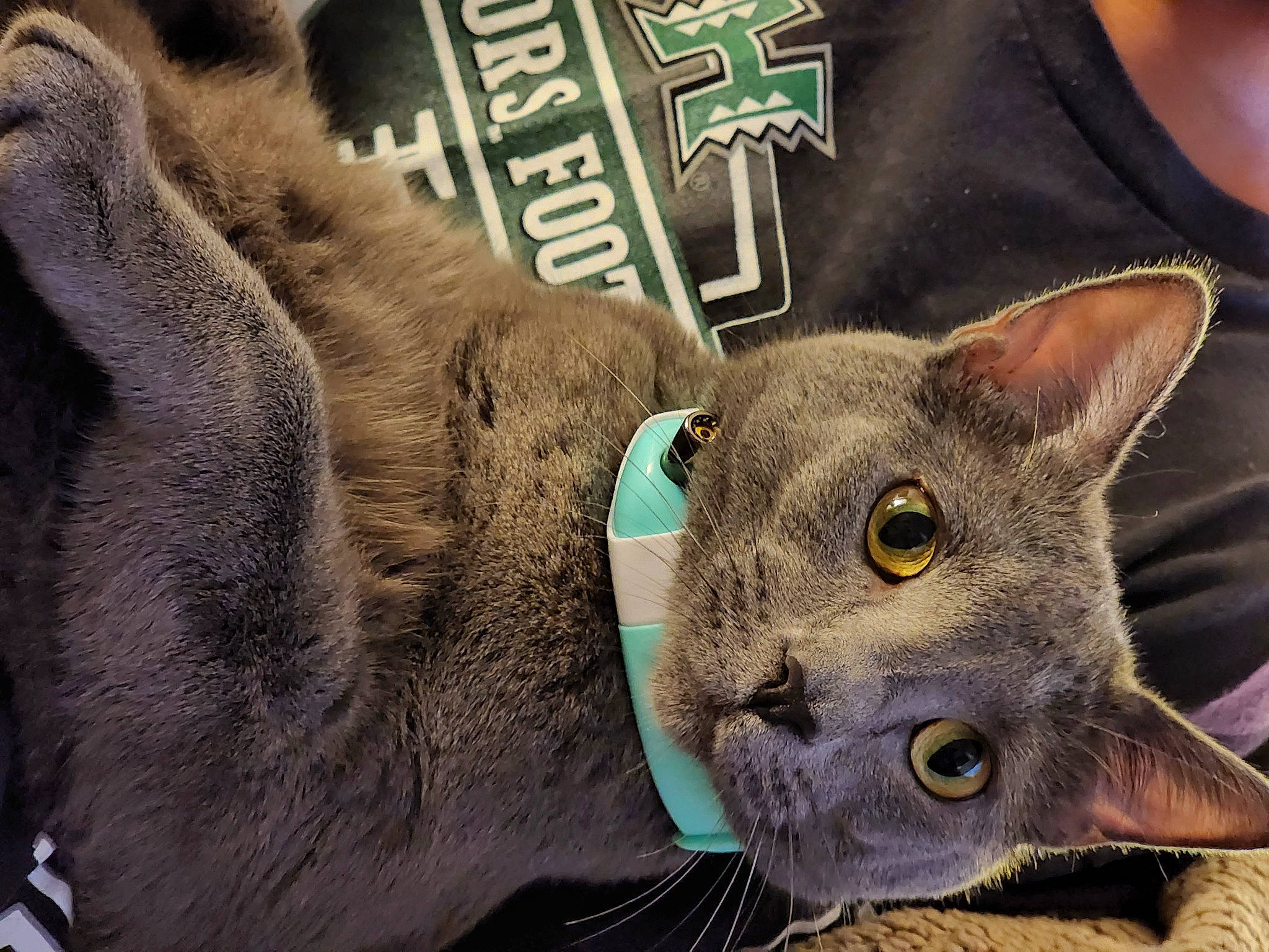 Ahsoka joined the competition — help win amazing prizes! carnivore, cat, domestic_short_haired_cat, felidae, fur, grey, photo_caption, russian_blue, sleeve, small_to_medium_sized_cats, snout, terrestrial_animal, whiskers, wildlife