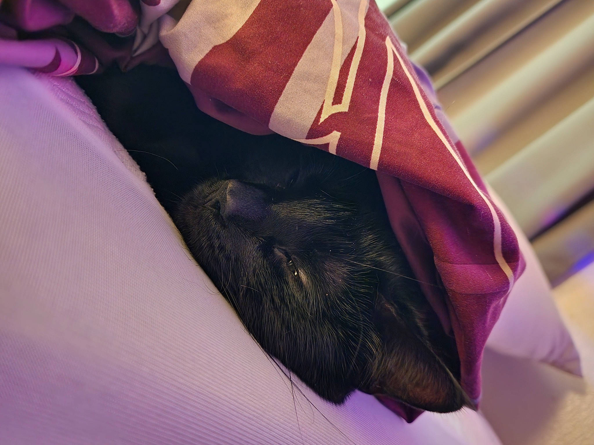 Vader joined the competition — help win amazing prizes! bag, carmine, comfort, fashion_accessory, feather, felidae, fur, human_leg, linens, magenta, nail, pattern, purple, sleeve, tartan, textile, thigh, tints_and_shades, violet, wrist