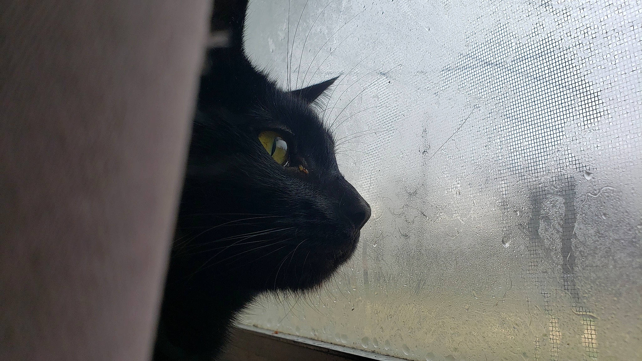 Vader joined the competition — help win amazing prizes! carnivore, cat, domestic_short_haired_cat, door, eye, felidae, fur, grey, head, mesh, monochrome, monochrome_photography, small_to_medium_sized_cats, snout, tail, terrestrial_animal, tints_and_shades, tree, whiskers, window