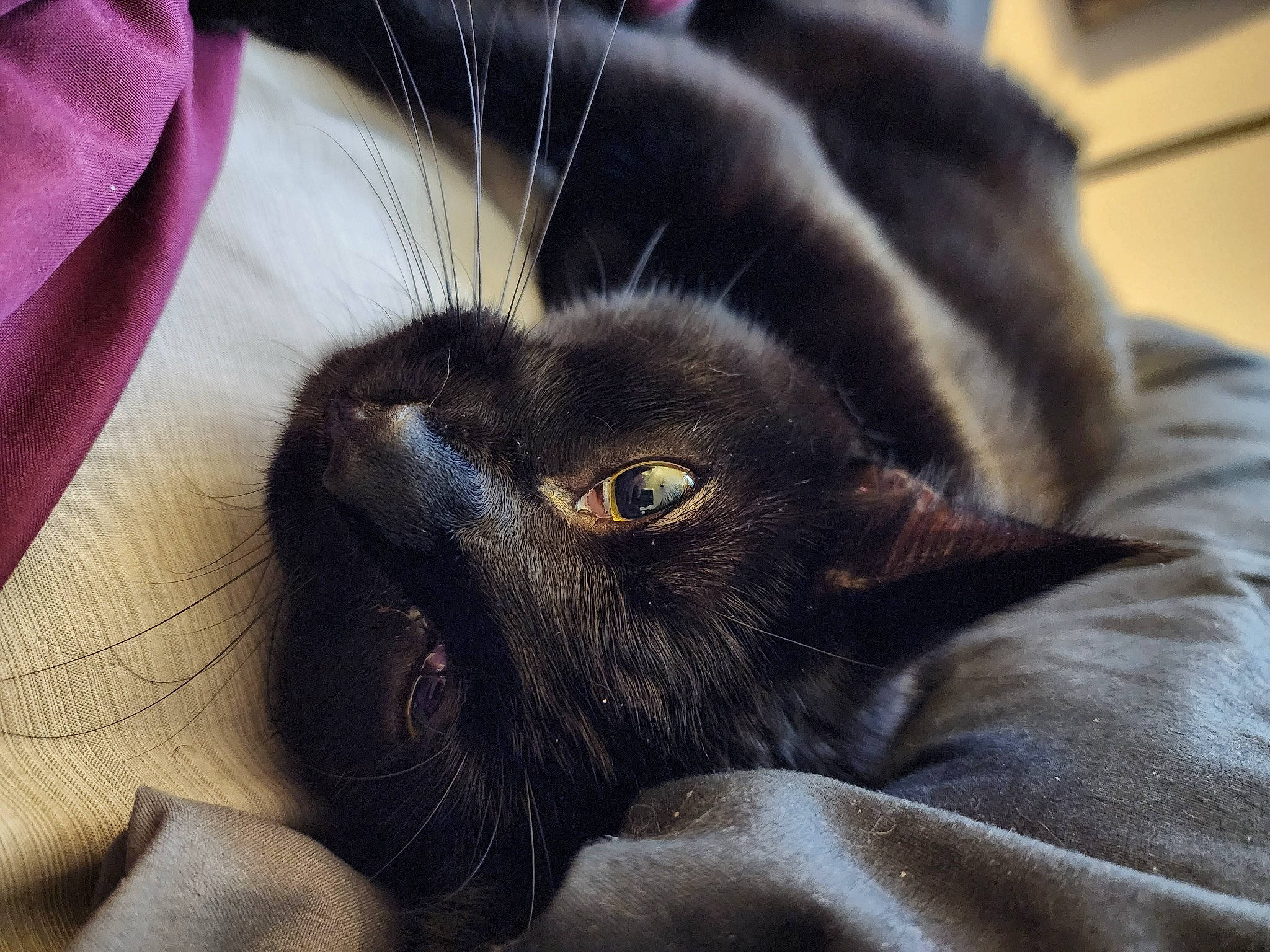 Vader joined the competition — help win amazing prizes! black_cat, carnivore, cat, claw, comfort, domestic_short_haired_cat, felidae, fur, iris, nap, paw, sleep, small_to_medium_sized_cats, snout, tail, terrestrial_animal, whiskers