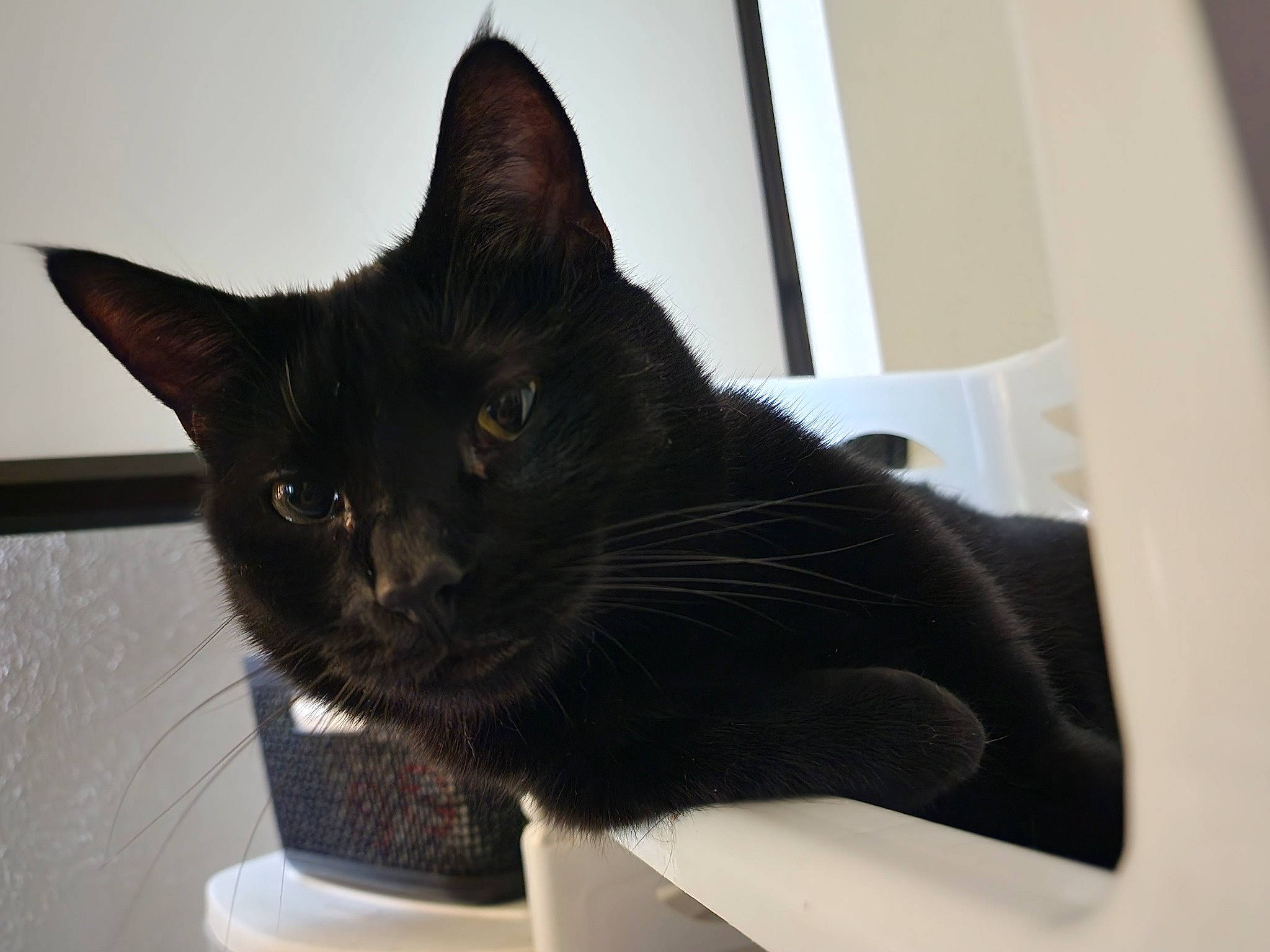 Vader joined the competition — help win amazing prizes! black_cat, carnivore, cat, comfort, domestic_short_haired_cat, felidae, fur, paper_product, room, small_to_medium_sized_cats, snout, whiskers, window