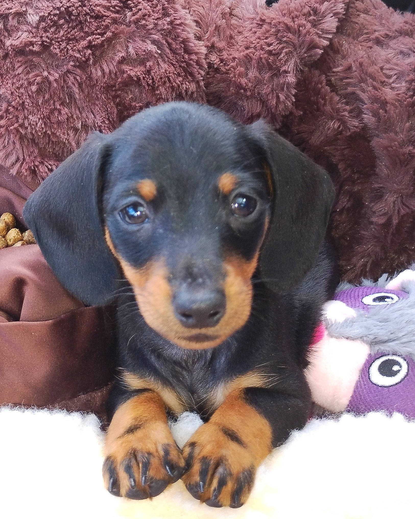 Jackson is registered to the contest to win money with this photo: canidae, carnivore, companion_dog, dog, dog_breed, fawn, fur, hound, liver, paw, pet_supply, puppy, puppy_love, snout, sporting_group, terrestrial_animal, toy_dog, whiskers, working_animal, working_dog