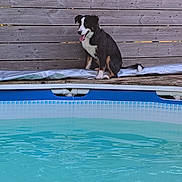 Benson participe au concours pour gagner de l'argent avec cette photo : dog, bench, pool, water, outdoor, sunlight, trees, wood, happy, pet, summer, tongue_out, nature, daytime, animal, fence, sitting, canine, relaxing, backyard
