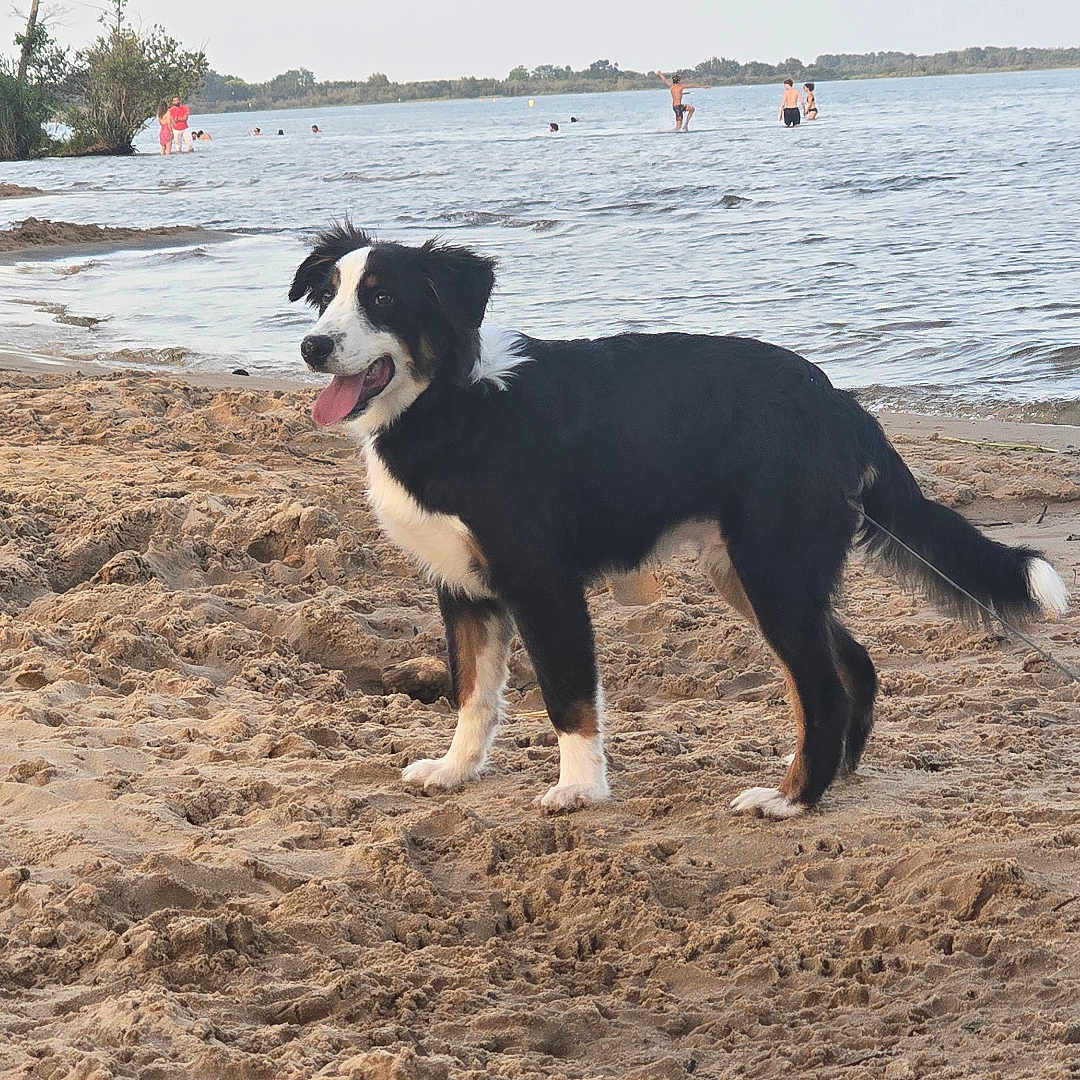 Benson participe au concours pour gagner de l'argent avec cette photo : dog, beach, sand, water, lake, outdoor, animal, pet, canine, summer, nature, playing, happy, tongue_out, standing, shore, people, trees, sky, daytime