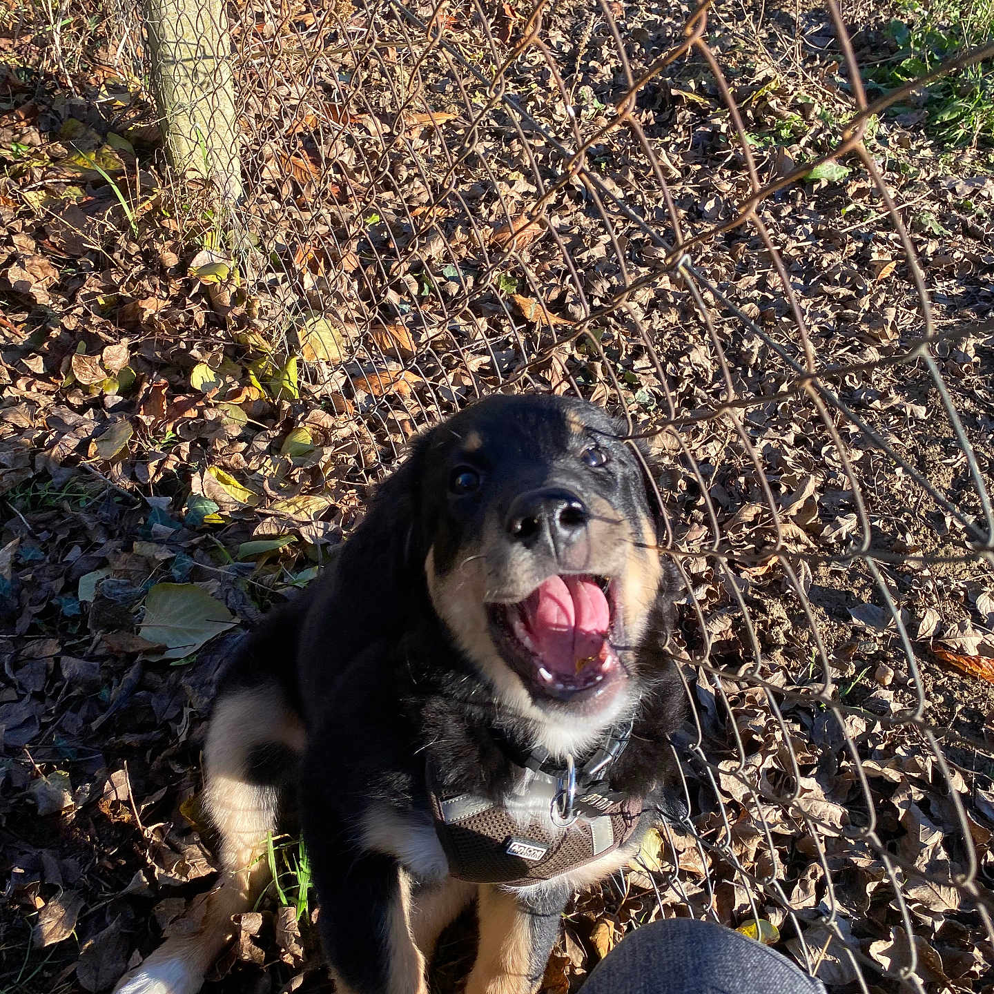 Volf a rejoint le concours — aidez-le/la à gagner de superbes lots ! animal, bodypart, canine, clothing, dog, fence, germanshepherd, grass, hound, husky, mouth, pants, person, pet, plant, puppy, slate, soil, tongue, tree