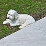 dog, white_dog, fluffy, long_hair, lying_down, outdoor, grass, lawn, patio, paving_stones, garden, sunlight, relaxed, pet, animal, small_dog, companion_animal, white_fur, side_view, portrait
