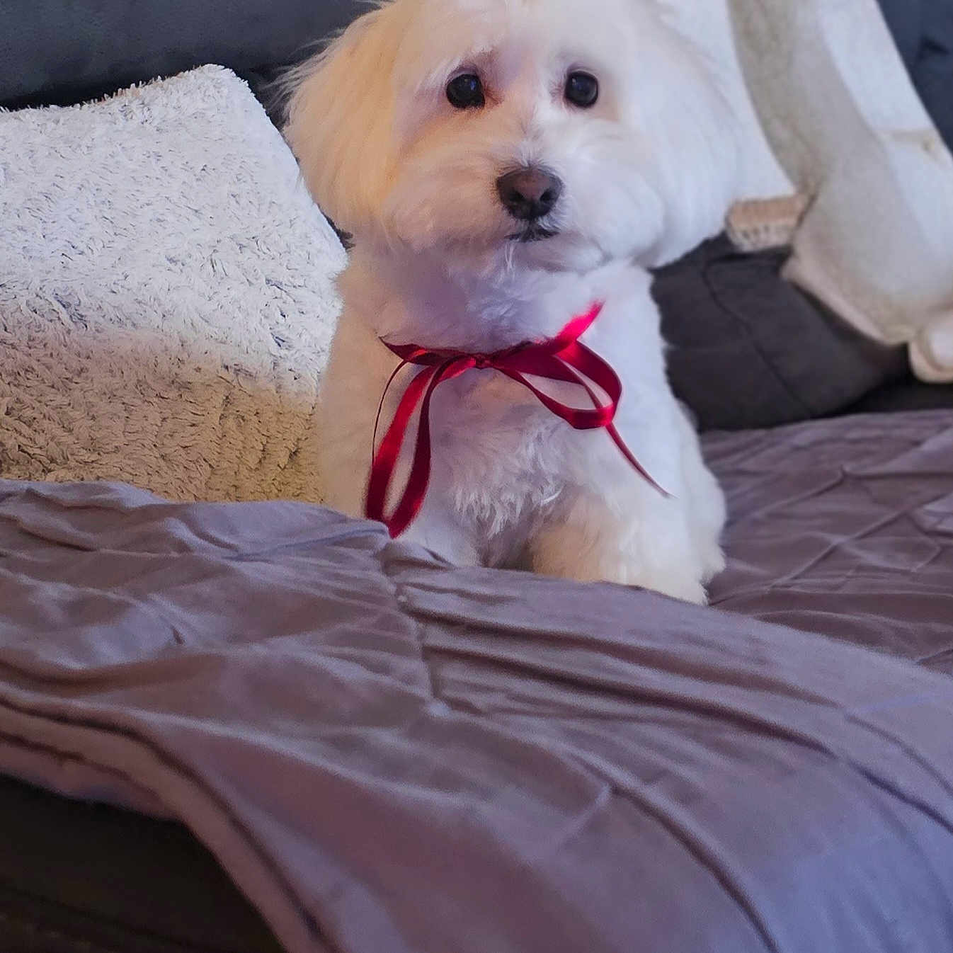 Jade participe au concours pour gagner de l'argent avec cette photo : dog, puppy, small_dog, white_fur, fluffy, long_hair, red_ribbon, bow, sitting, portrait, pet, companion_animal, bed, blanket, cushions, couch, bedroom, indoor, cozy, ai_generated