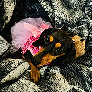 Speckles joined the competition — help win amazing prizes! dog, puppy, dachshund, pink_tutu, bow, blanket, stuffed_animal, cozy, cute, pet, animal, lying_down, indoor, fabric, pattern, closeup, fur, ears, eyes, toy