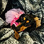 dog, puppy, dachshund, pink_tutu, bow, blanket, stuffed_animal, cozy, cute, pet, animal, lying_down, indoor, fabric, pattern, closeup, fur, ears, eyes, toy