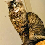 Aphrodite is registered to the contest to win money with this photo: cat, tabby, feline, pet, indoor, wooden_ledge, fur, curious_eyes, whiskers, tail, animal, mammal, domestic, sitting, fluffy, brown, striped, cute, portrait, side_view