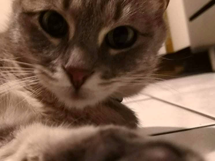 Sally participe au concours pour gagner de l'argent avec cette photo : carnivore, cat, claw, domestic_short_haired_cat, ear, felidae, fur, iris, monochrome, monochrome_photography, paw, small_to_medium_sized_cats, snout, terrestrial_animal, whiskers