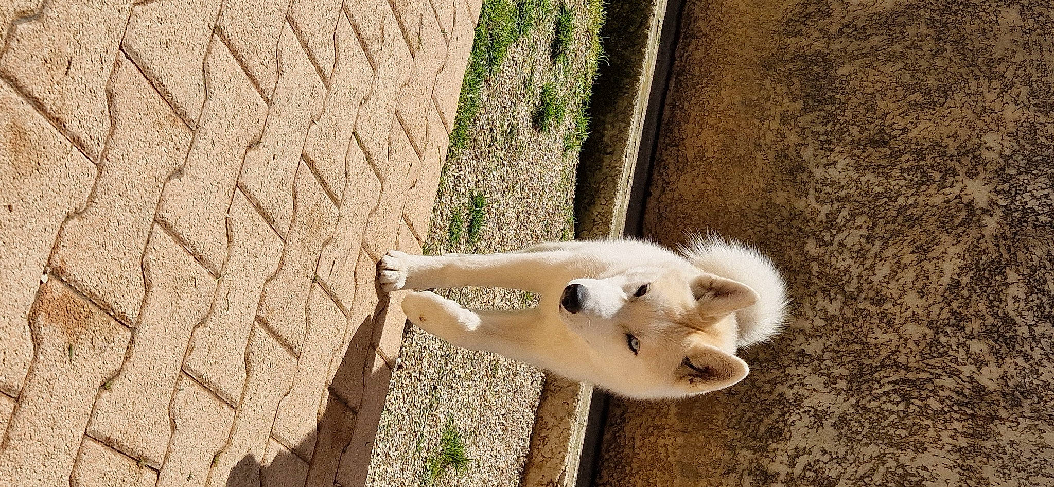 Uska a rejoint le concours — aidez-le/la à gagner de superbes lots ! brick, canidae, carnivore, companion_dog, dog, dog_breed, fawn, felidae, fur, grass, non_sporting_group, shadow, snout, sporting_group, tail, terrestrial_animal, wildlife, wood, working_animal