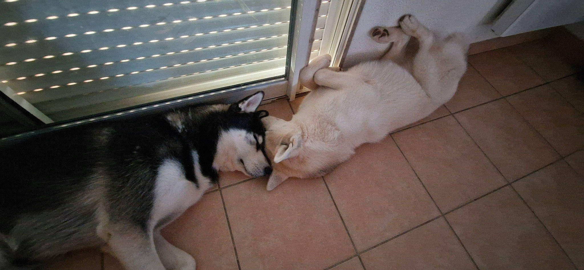 Uska participe au concours pour gagner de l'argent avec cette photo : carnivore, comfort, companion_dog, dog_breed, domestic_short_haired_cat, fawn, felidae, flooring, fur, hardwood, paw, sled_dog, small_to_medium_sized_cats, snout, sporting_group, tail, tile_flooring, whiskers, window_blind, wood