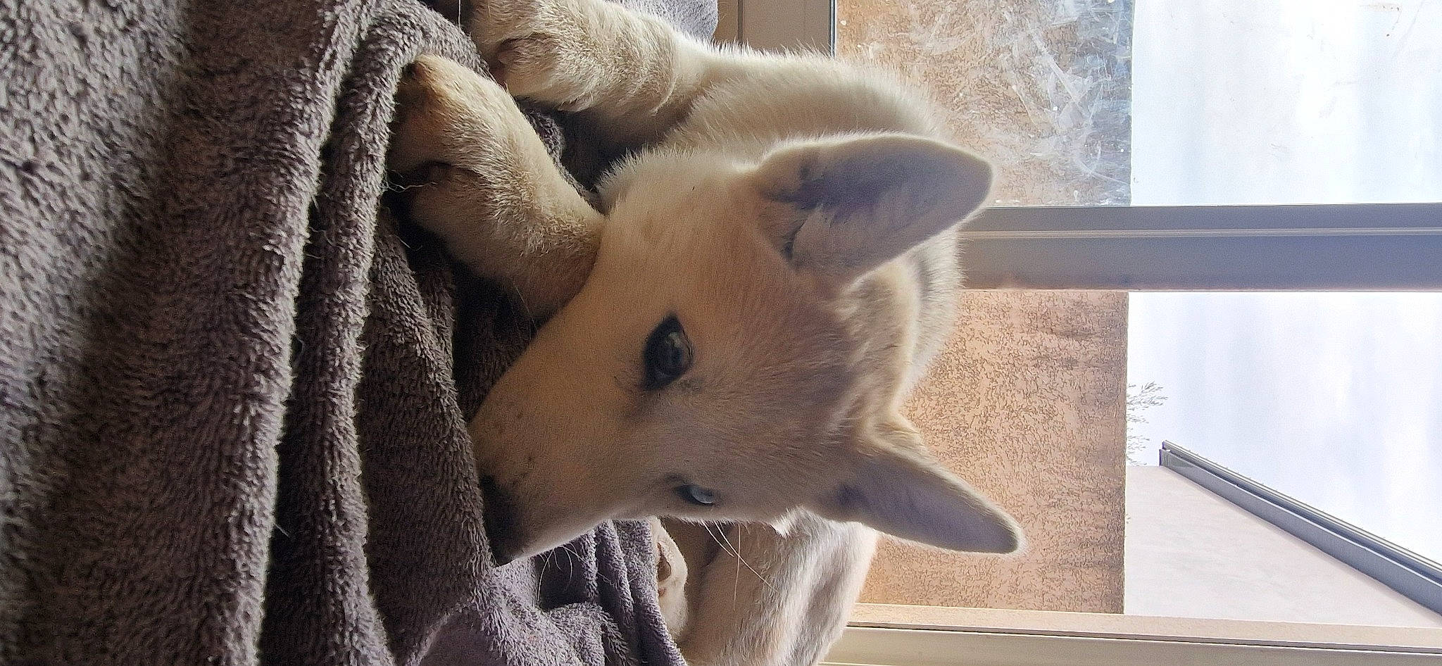 Uska participe au concours pour gagner de l'argent avec cette photo : canidae, carnivore, comfort, companion_dog, dog, dog_breed, fawn, felidae, fur, non_sporting_group, small_to_medium_sized_cats, snout, sporting_group, tail, terrestrial_animal, whiskers, wildlife, window, wood, working_animal