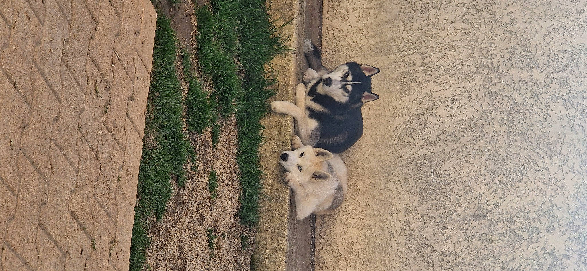 Uska participe au concours pour gagner de l'argent avec cette photo : asphalt, carnivore, companion_dog, dog, dog_breed, fawn, flooring, fur, grass, grey, plant, road_surface, snout, tail, terrestrial_animal, tree, trunk, whiskers, wildlife, wood