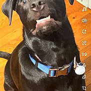 Zeke is registered to the contest to win money with this photo: dog, black_dog, pet, canine, blue_collar, wooden_floor, indoor, funny_face, cute, animal, companion, domestic_animal, sitting, portrait, expression, playful, household, fur, closeup, mischievous