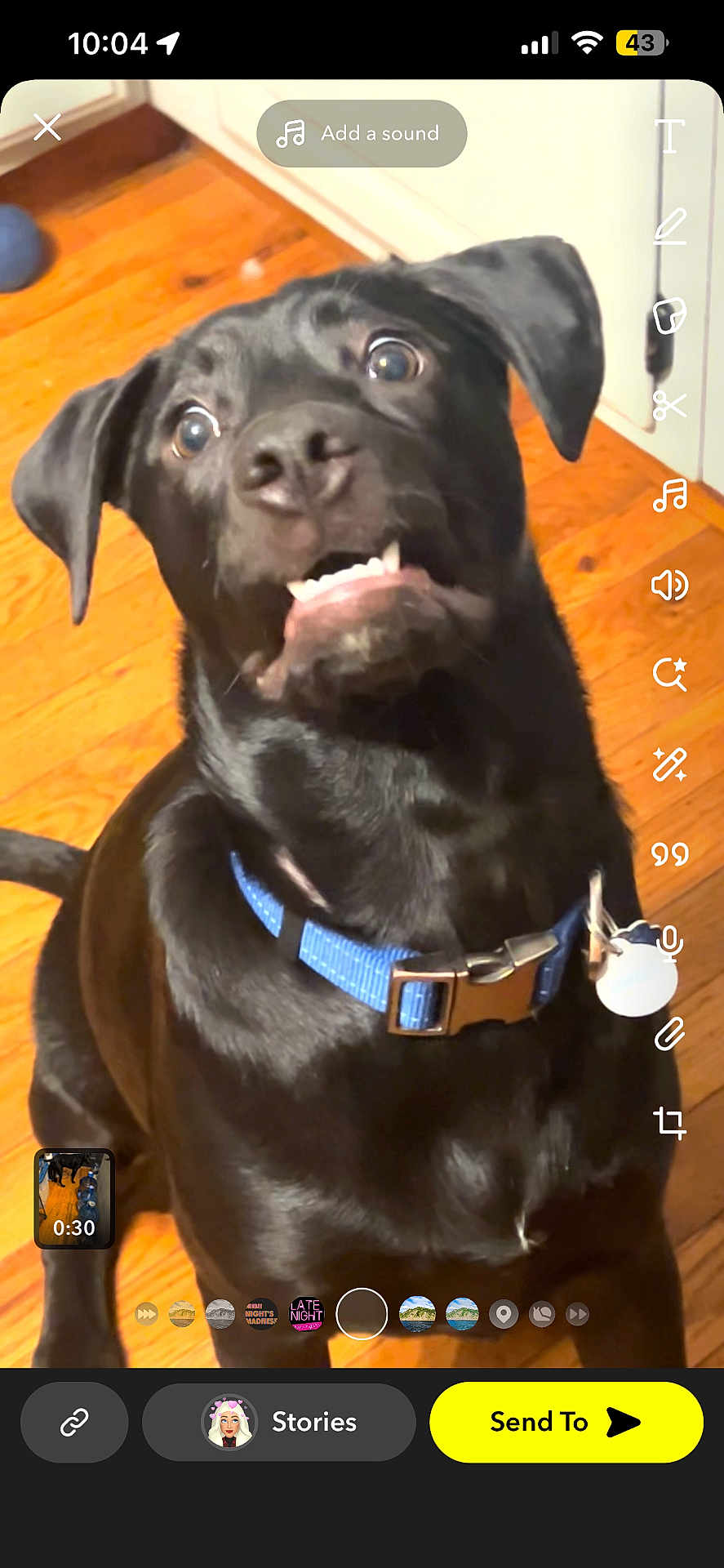 Zeke is registered to the contest to win money with this photo: dog, black_dog, pet, canine, blue_collar, wooden_floor, indoor, funny_face, cute, animal, companion, domestic_animal, sitting, portrait, expression, playful, household, fur, closeup, mischievous