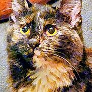 Kíttycat is registered to the contest to win money with this photo: animal, cat, close_up, companion, curious, cute, domestic, ears, face, feline, fur, furry, indoor, looking, mammal, pet, portrait, tortoiseshell, whiskers, yellow_eyes