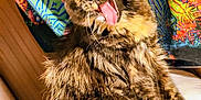 Kíttycat is registered to the contest to win money with this photo: animal, cat, close_up, colorful_background, cozy, cute, domestic, ears, feline, fluffy, fur, indoor, patterned_fabric, pet, sitting, tongue_out, tortoiseshell, whiskers, wood_paneling, yawning