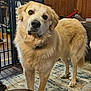 animal, baby_gate, canine, companion, curious, dog, domestic, floor, fluffy, furniture, golden, household, indoor, looking, mammal, pet, portrait, rug, standing, wood_paneling