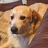 Whiskey joined the competition — help win amazing prizes! animal, calm, close_up, comfort, dog, ears, eyes, face, floor, fluffy, fur, golden_dog, home, indoor, leather_chair, looking, nose, pet, resting, rug