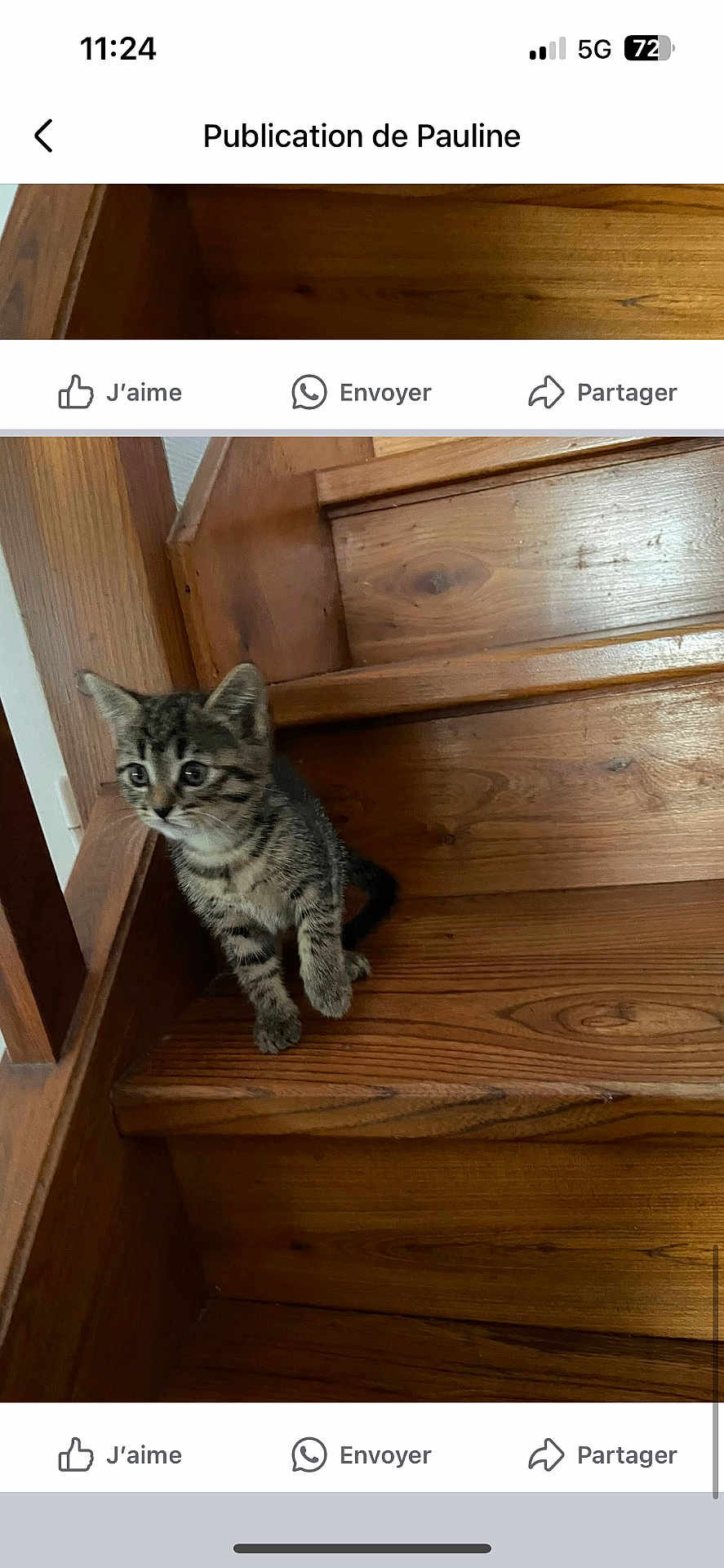 Plume a rejoint le concours — aidez-le/la à gagner de superbes lots ! kitten, cat, wooden_stairs, pet, animal, tabby, curious, indoor, young, cute, feline, stairs, brown, fur, small, domestic_animal, portrait, side_view, home, playful