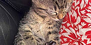 Plume participe au concours pour gagner de l'argent avec cette photo : kitten, tabby, sleeping, paw, couch, leather, red_cushion, floral_pattern, pet, cute, feline, animal, resting, cozy, indoor, small, fur, whiskers, closed_eyes, relaxed