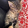 kitten, tabby, sleeping, paw, couch, leather, red_cushion, floral_pattern, pet, cute, feline, animal, resting, cozy, indoor, small, fur, whiskers, closed_eyes, relaxed