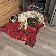 Plume a rejoint le concours — aidez-le/la à gagner de superbes lots ! dog, cat, blanket, sleeping, indoor, wooden_floor, dresser, shelf, clothes, pet, resting, furniture, cozy, animal, companion, relaxing, floor, curtain, home, domestic